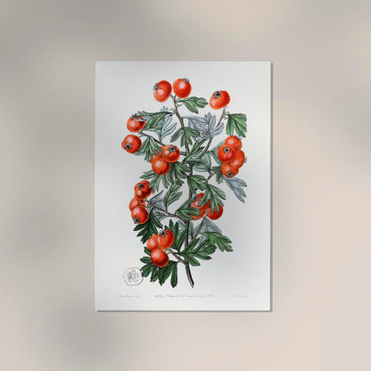 Tomatoes Botanical Poster