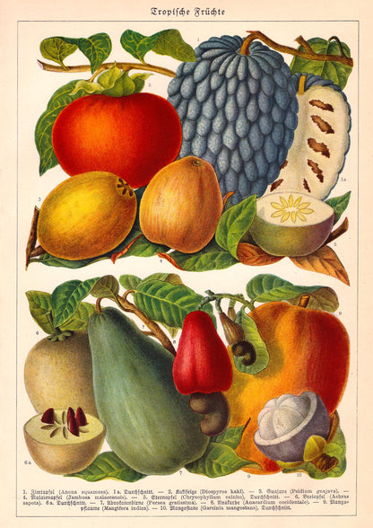 Tropical Fruits Botanical Poster