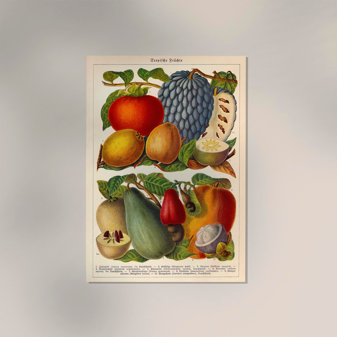 Tropical Fruits Botanical Poster