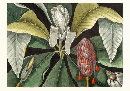 Botanical Print Umbrella Tree Magnolia