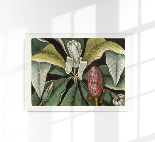 Botanical Print Umbrella Tree Magnolia