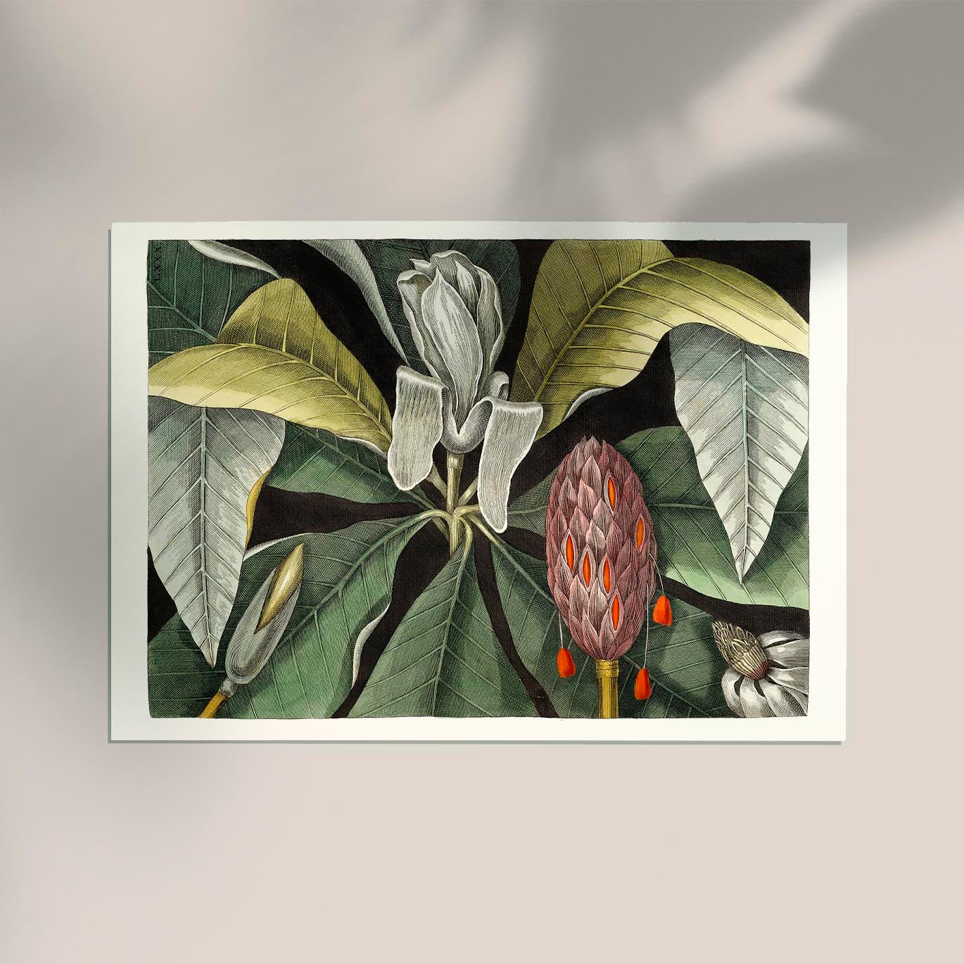 Botanical Print Umbrella Tree Magnolia