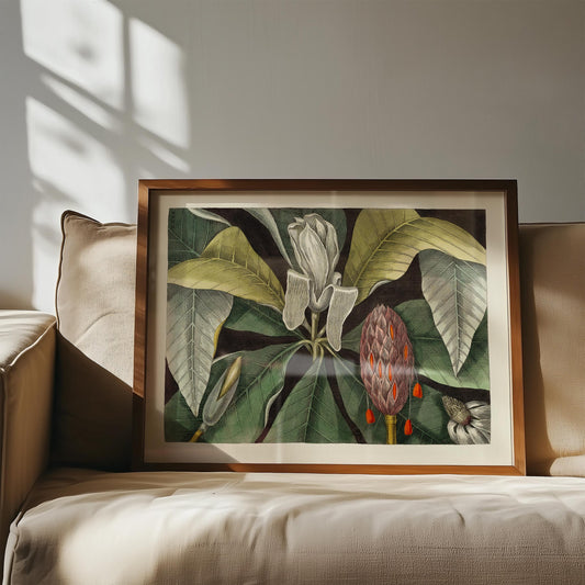 Botanical Print Umbrella Tree Magnolia