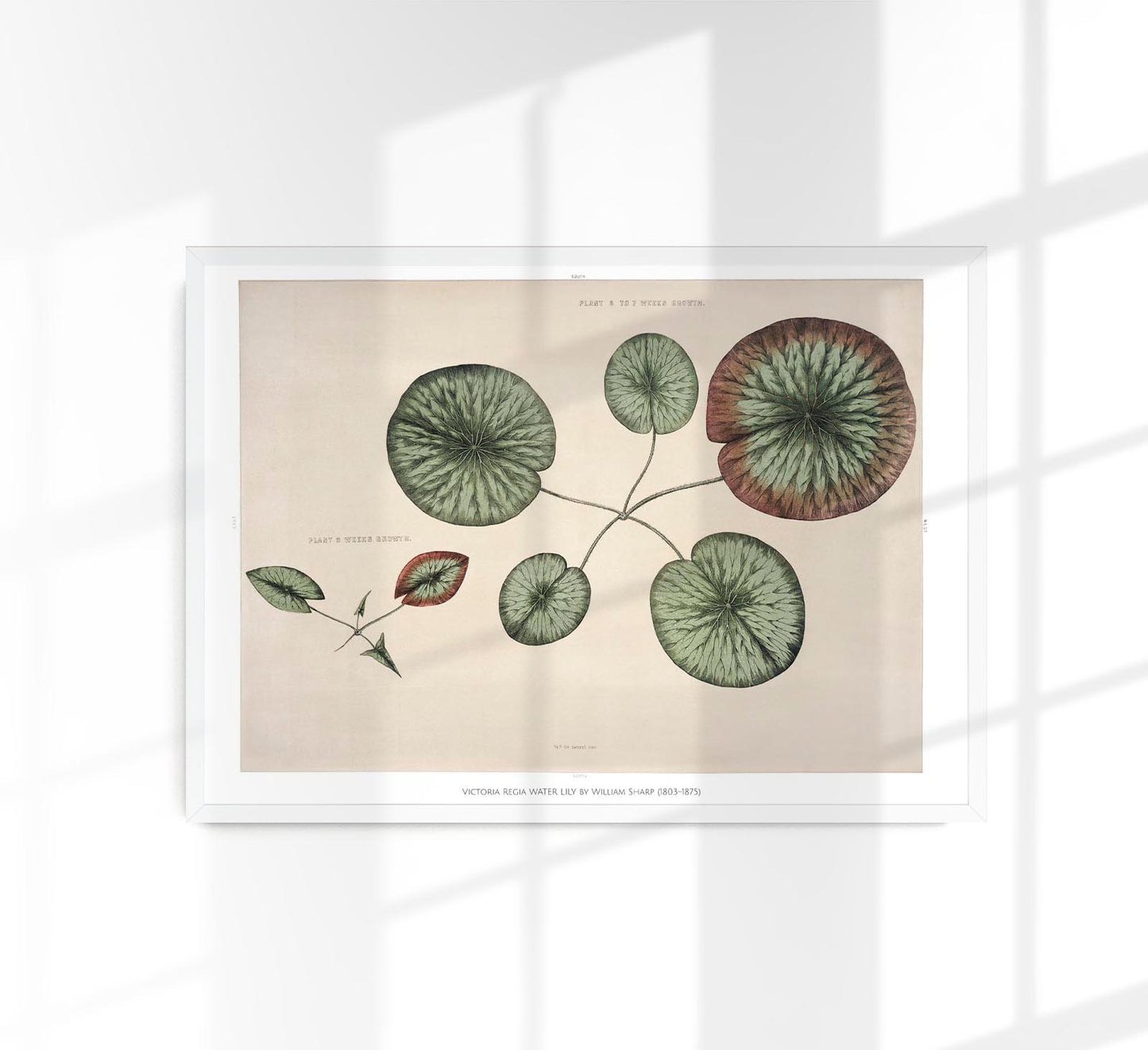 Victoria Regia Flower Grown Botanical Poster