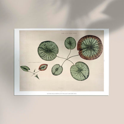 Victoria Regia Flower Grown Botanical Poster