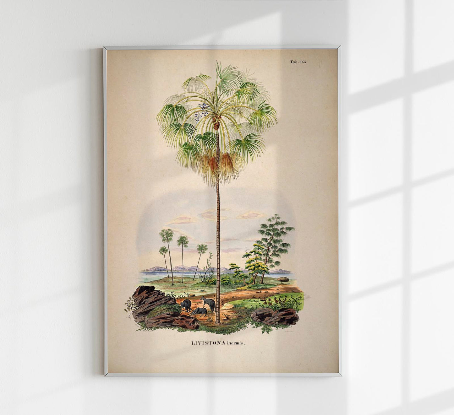 Livistona Inermis Tree Vintage Poster