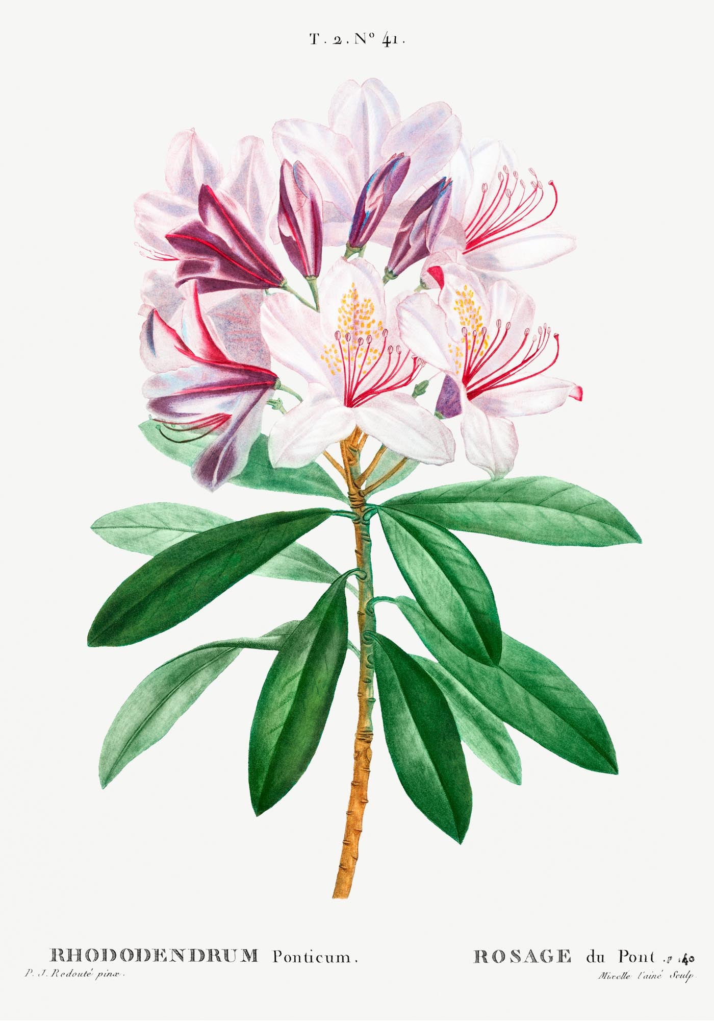 Rhododendron Flower Botanical Poster