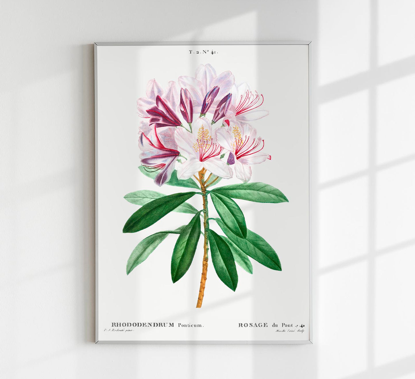 Rhododendron Flower Botanical Poster