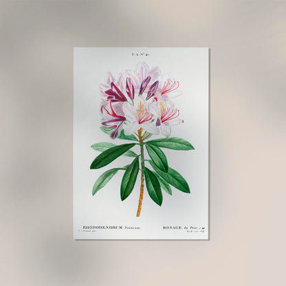 Rhododendron Flower Botanical Poster