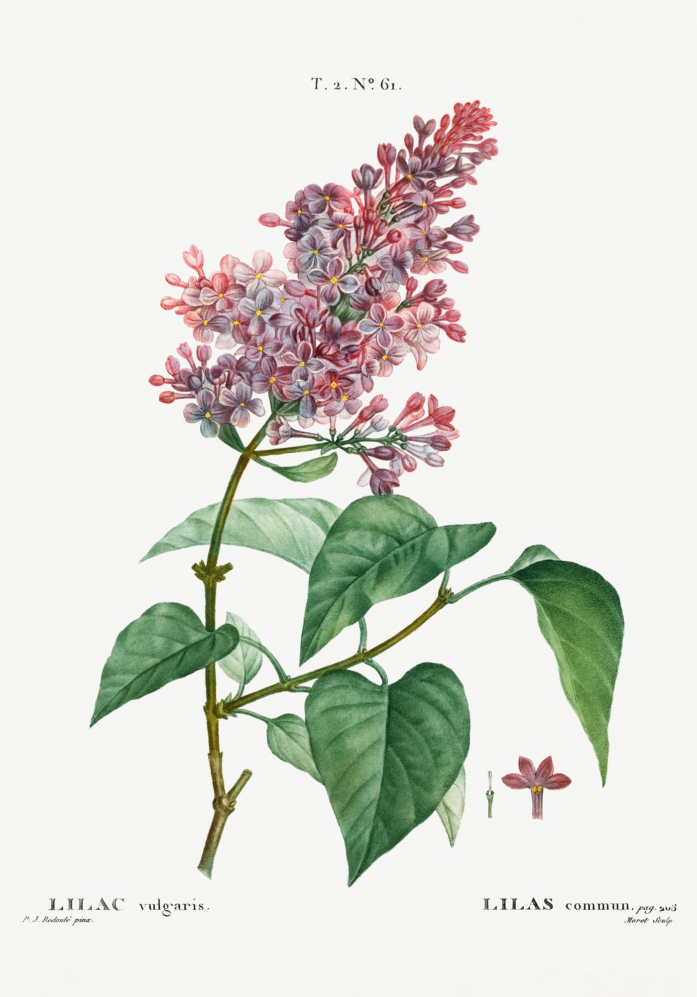 Lilac Vulgaris Flower Botanical Poster