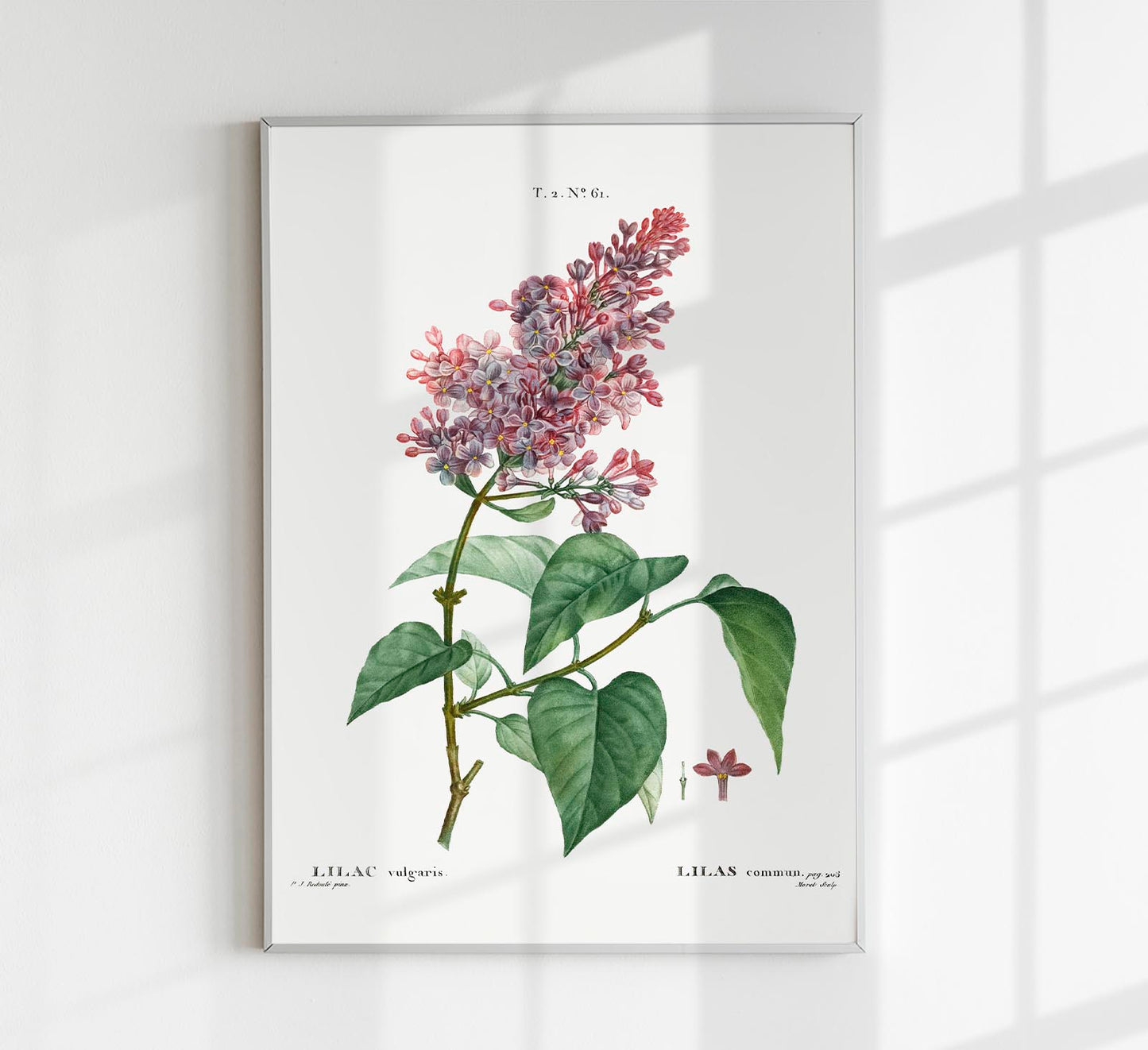 Lilac Vulgaris Flower Botanical Poster