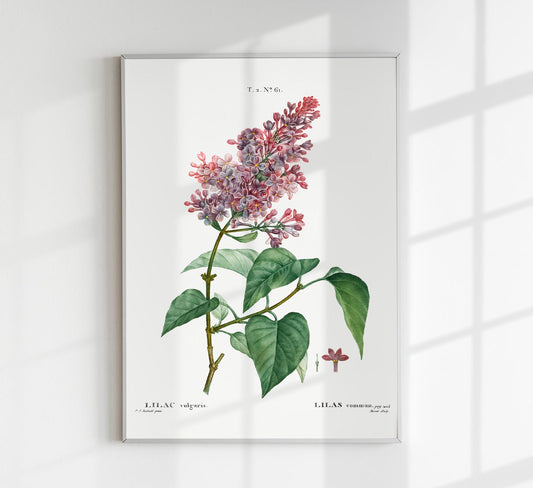 Lilac Vulgaris Flower Botanical Poster