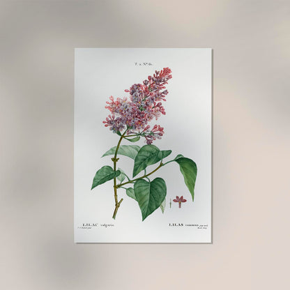 Lilac Vulgaris Flower Botanical Poster