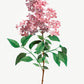 Chinese Lilac Flower Botanical Poster