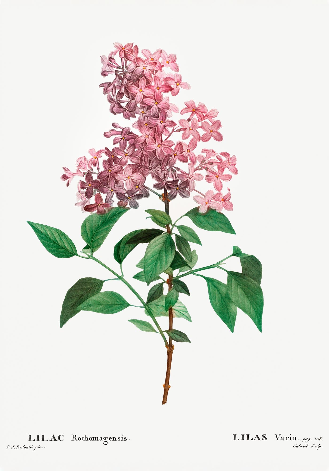 Chinese Lilac Flower Botanical Poster