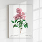 Chinese Lilac Flower Botanical Poster