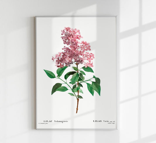 Chinese Lilac Flower Botanical Poster