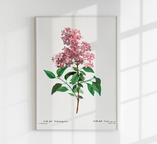 Chinese Lilac Flower Botanical Poster