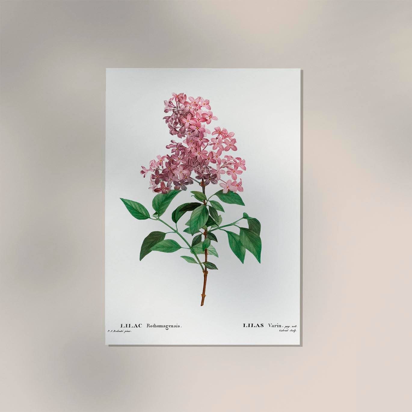 Chinese Lilac Flower Botanical Poster