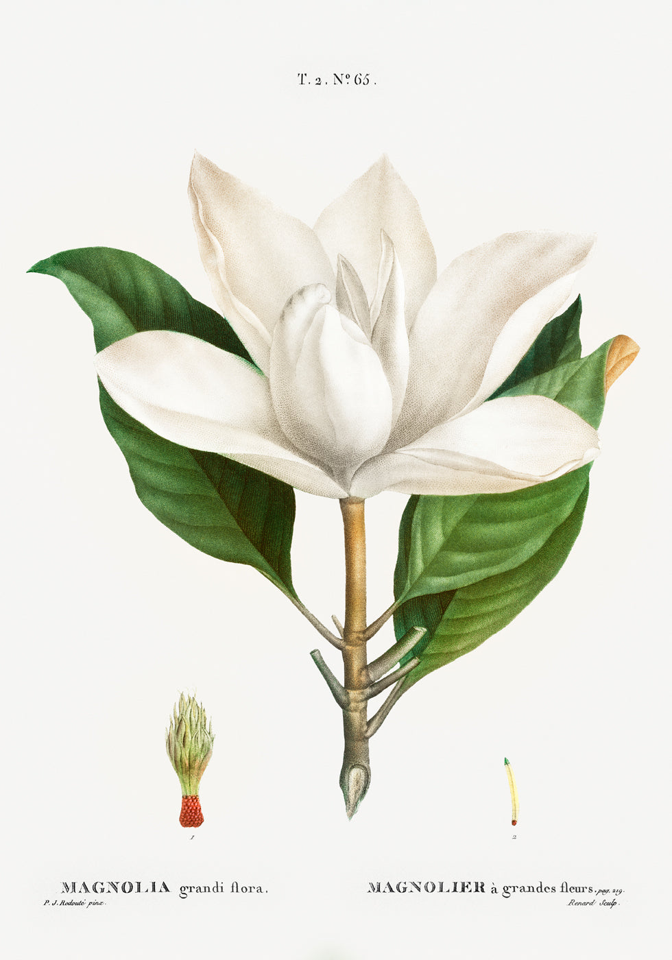 Magnolia Botanical Poster