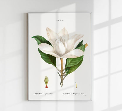 Magnolia Botanical Poster