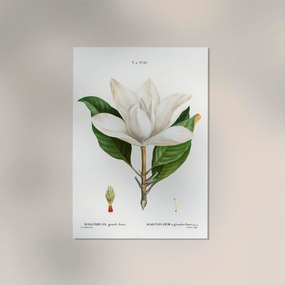 Magnolia Botanical Poster