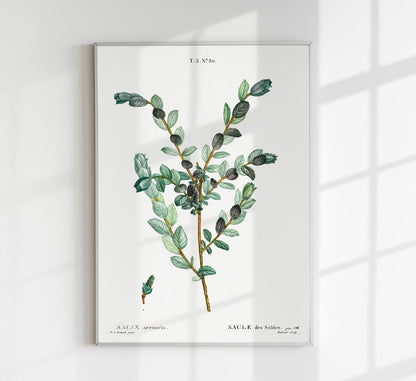 Goat Willow Flower Botanical Poster