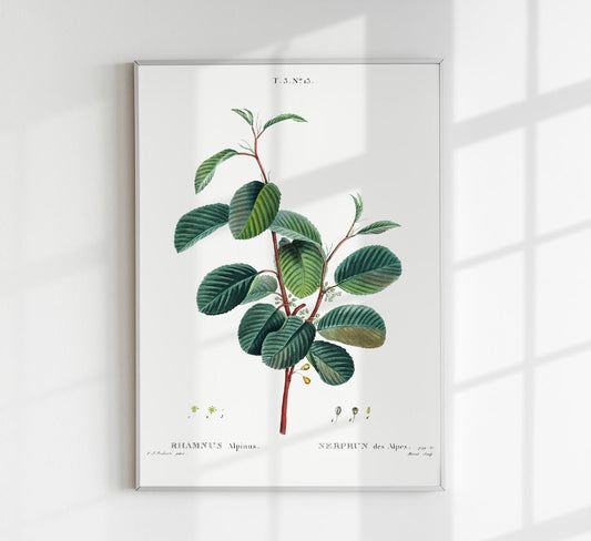 Buckthorns Rhamnus Alpinus Flower Botanical Poster