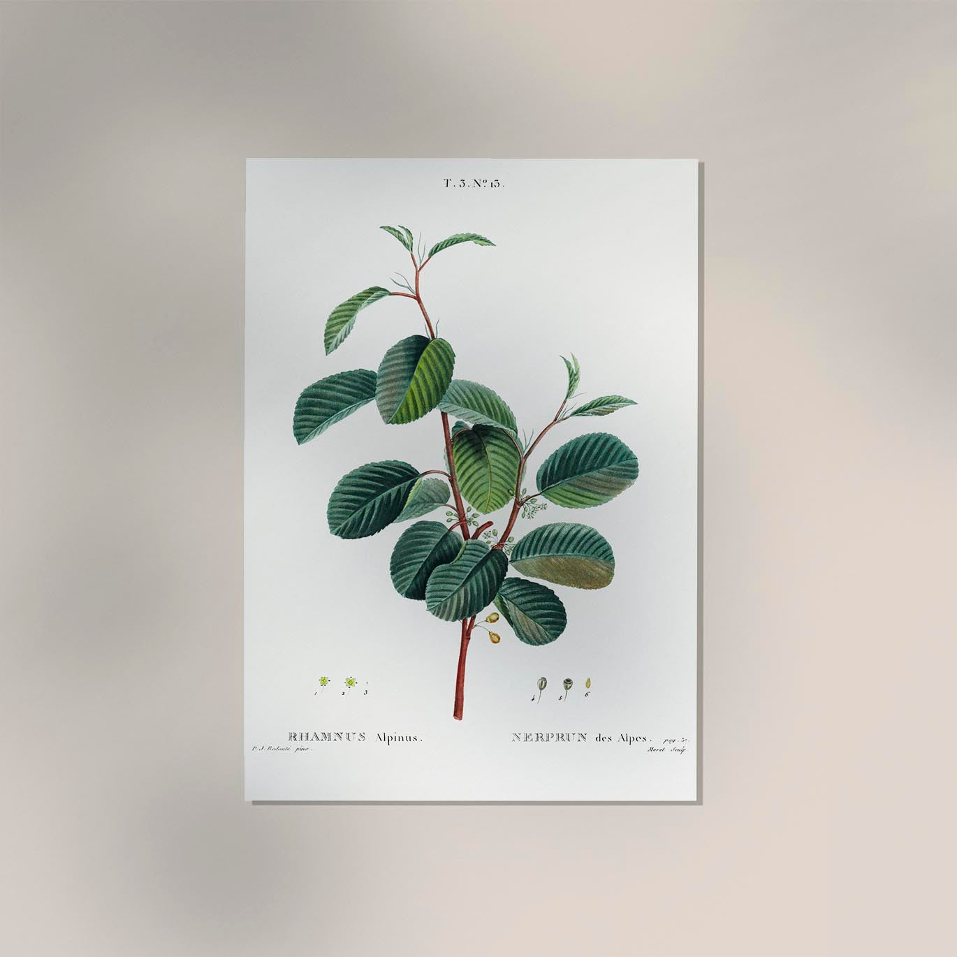 Buckthorns Rhamnus Alpinus Flower Botanical Poster