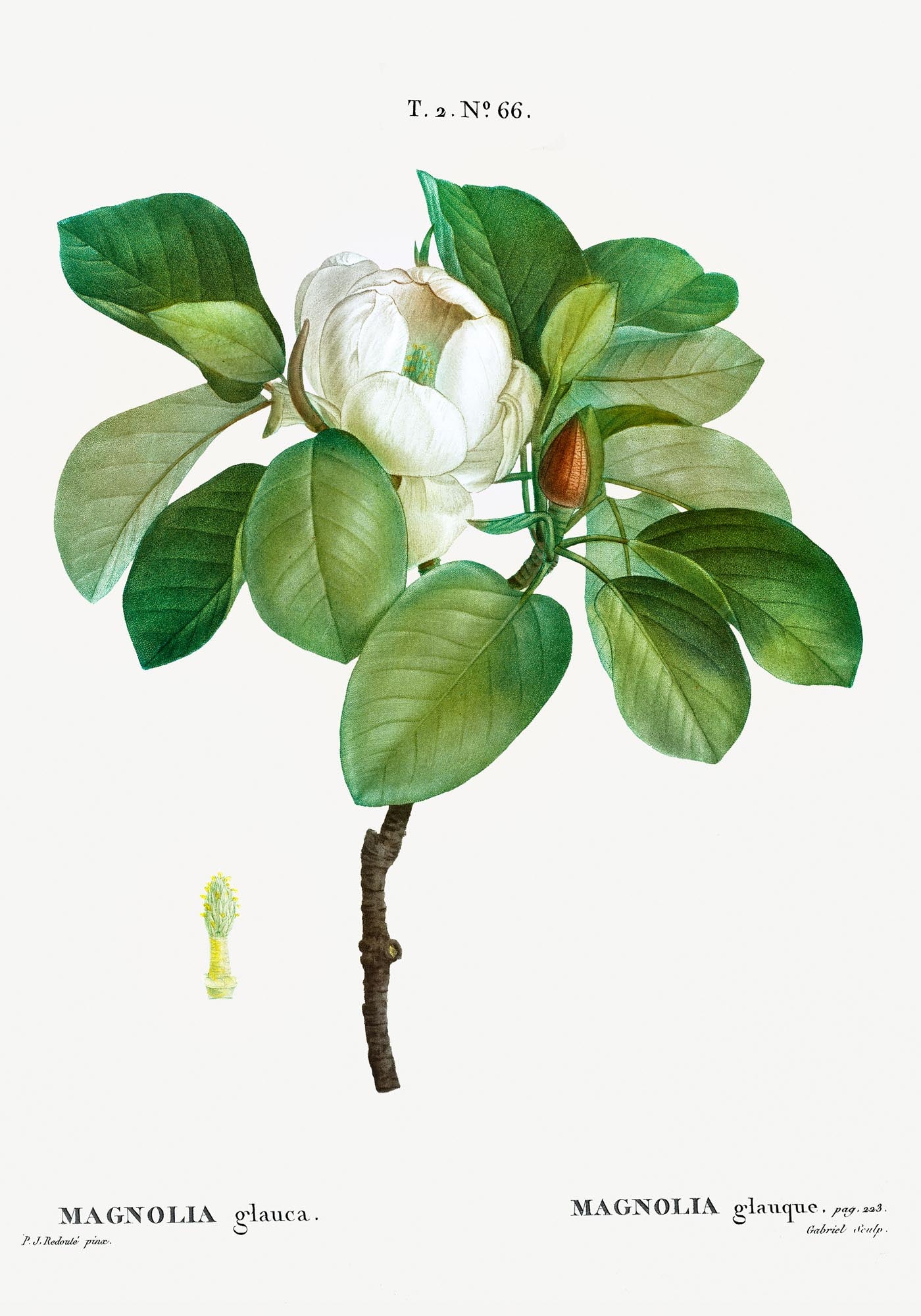 Magnolia Glauca Flower Botanical Poster