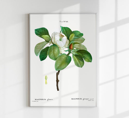 Magnolia Glauca Flower Botanical Poster