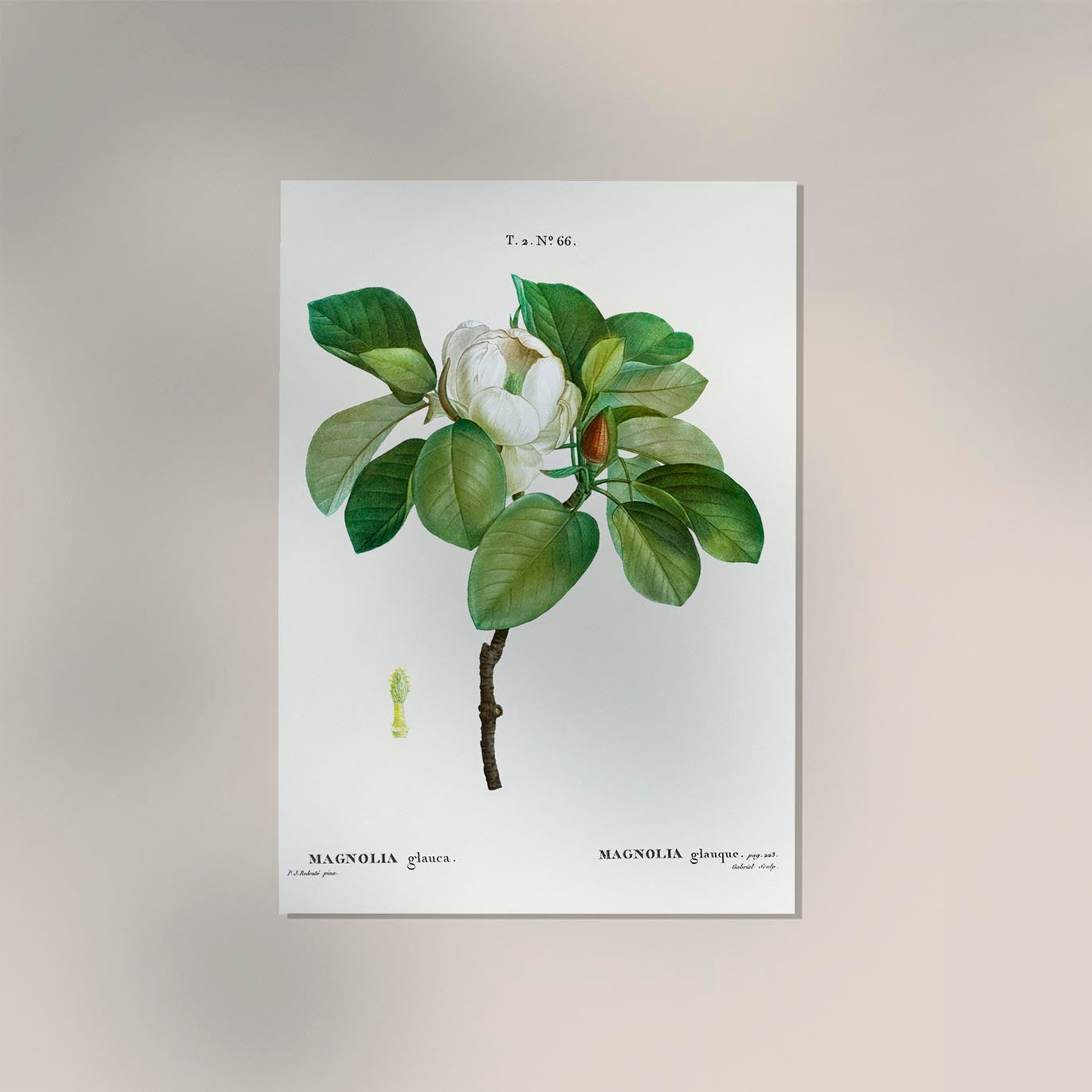 Magnolia Glauca Flower Botanical Poster