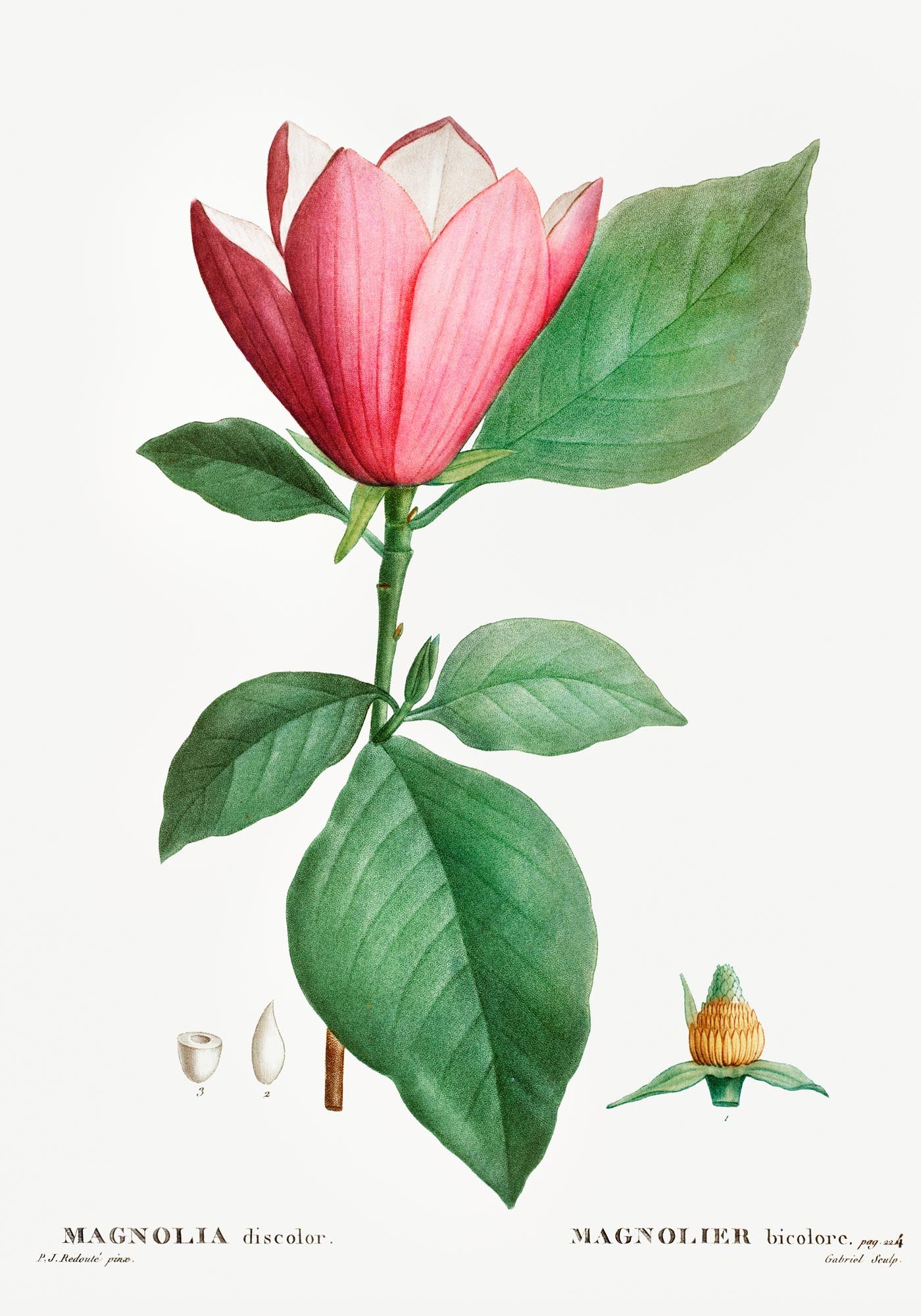 Magnolia Bicolor Flower Botanical Poster