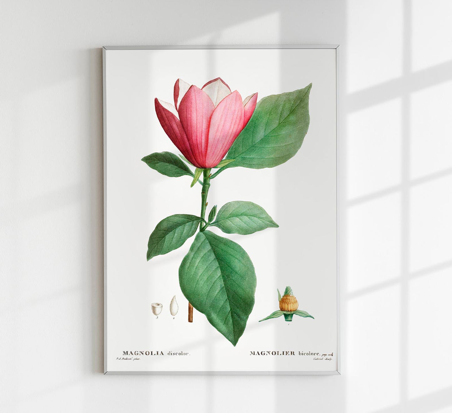 Magnolia Bicolor Flower Botanical Poster