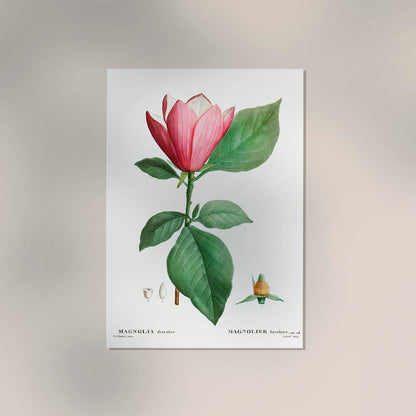 Magnolia Bicolor Flower Botanical Poster