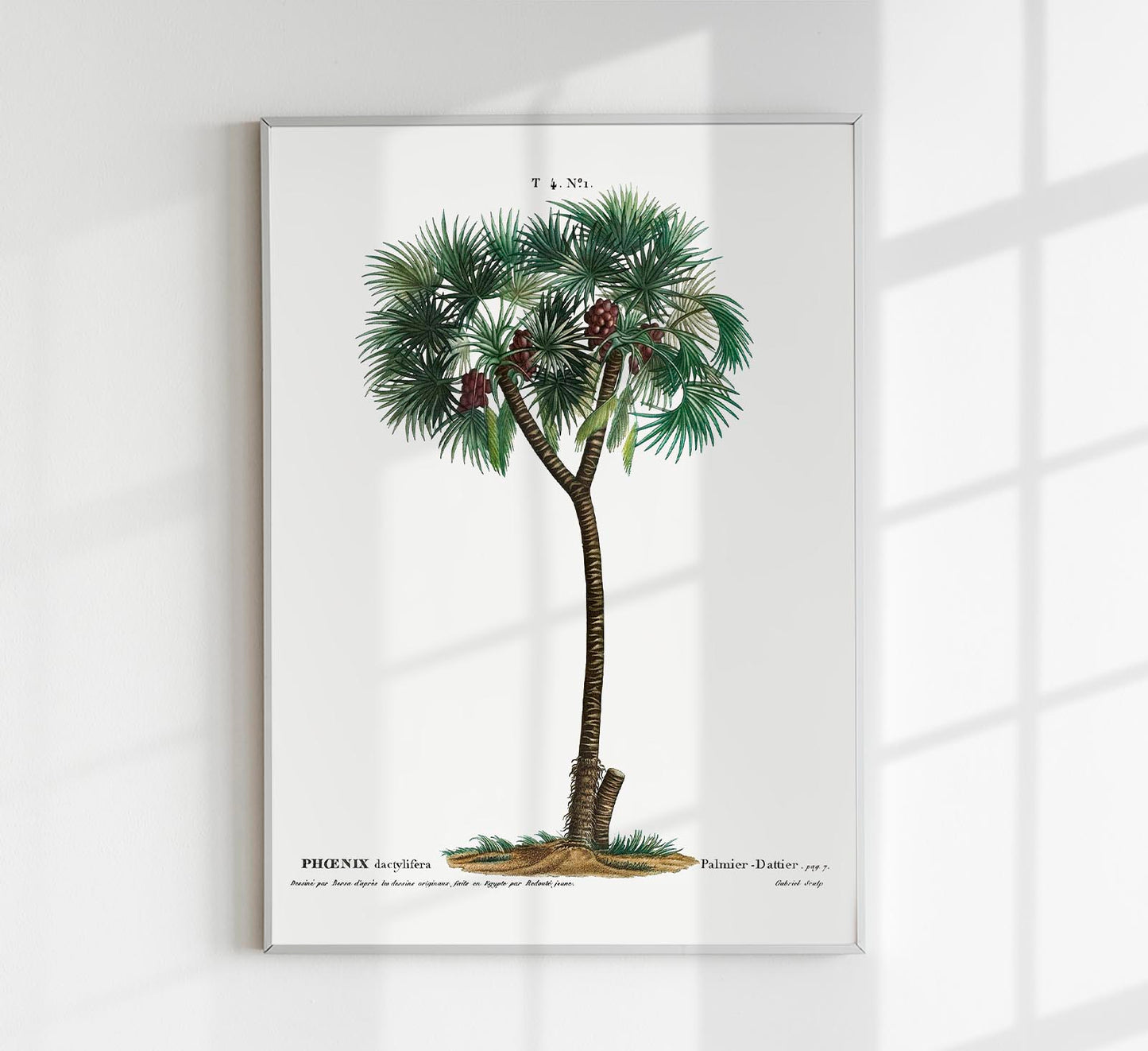 Date Palm Phoenix Dactylifera Flower Botanical Poster