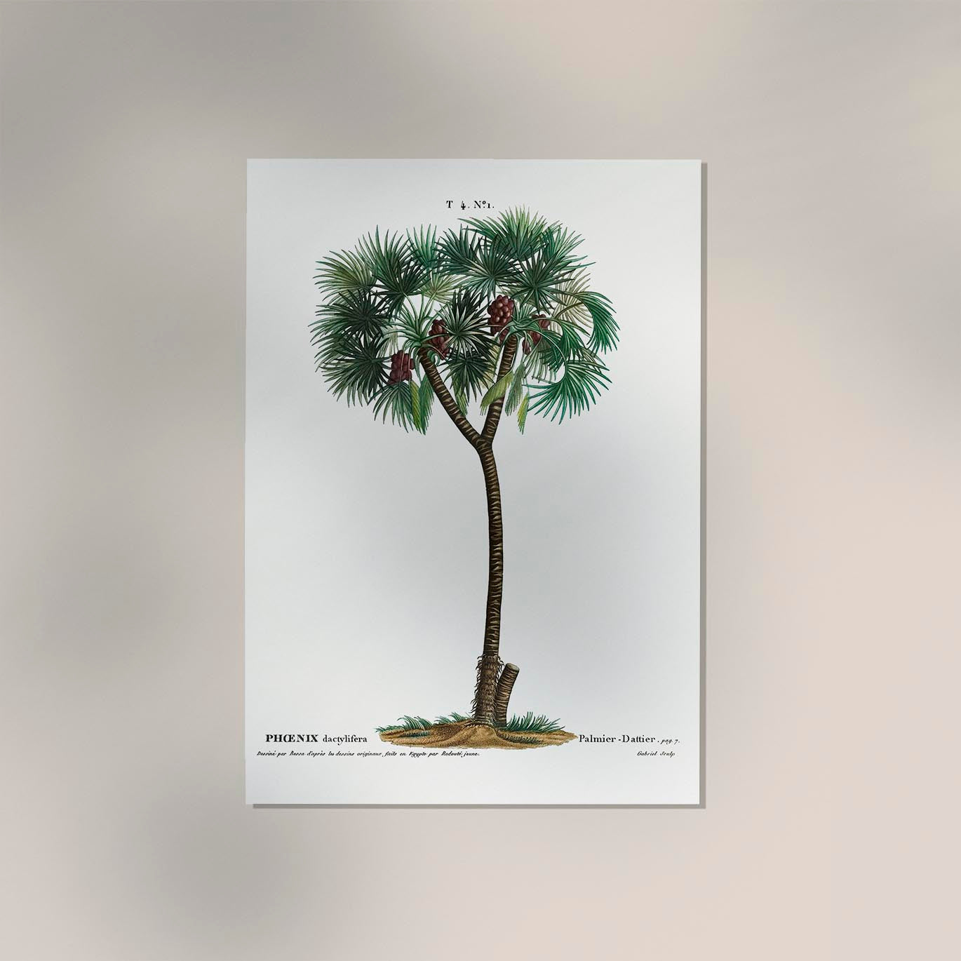 Date Palm Phoenix Dactylifera Flower Botanical Poster