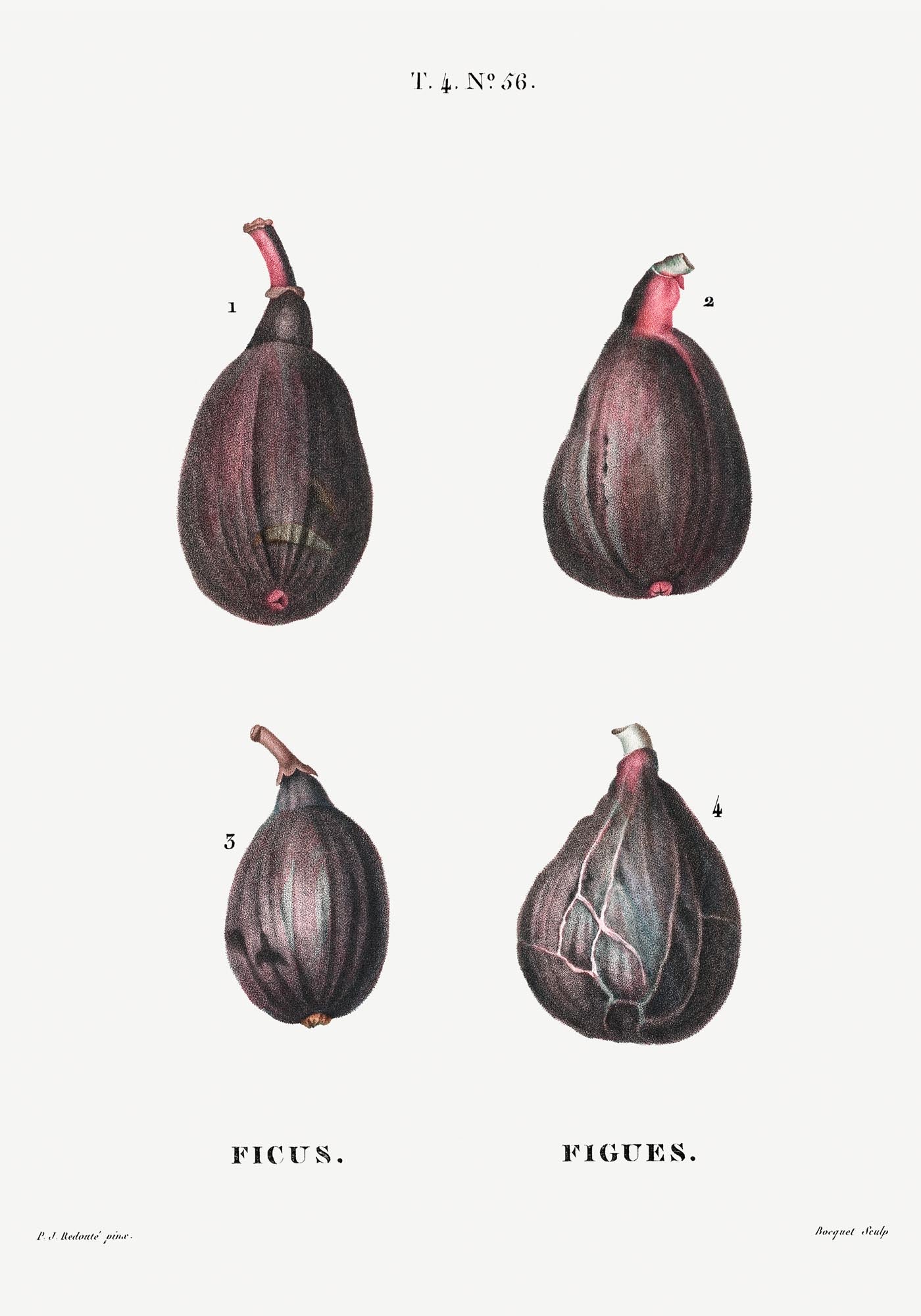 Figs Botanical Poster