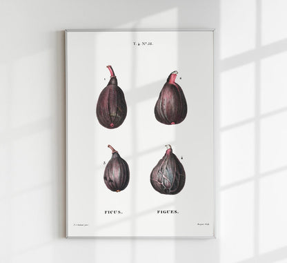 Figs Botanical Poster