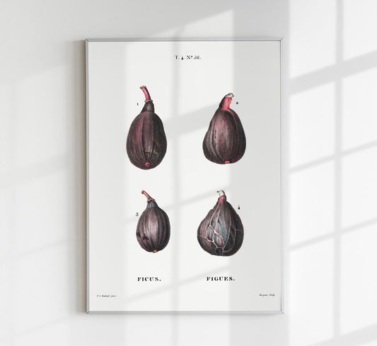 Figs Botanical Poster