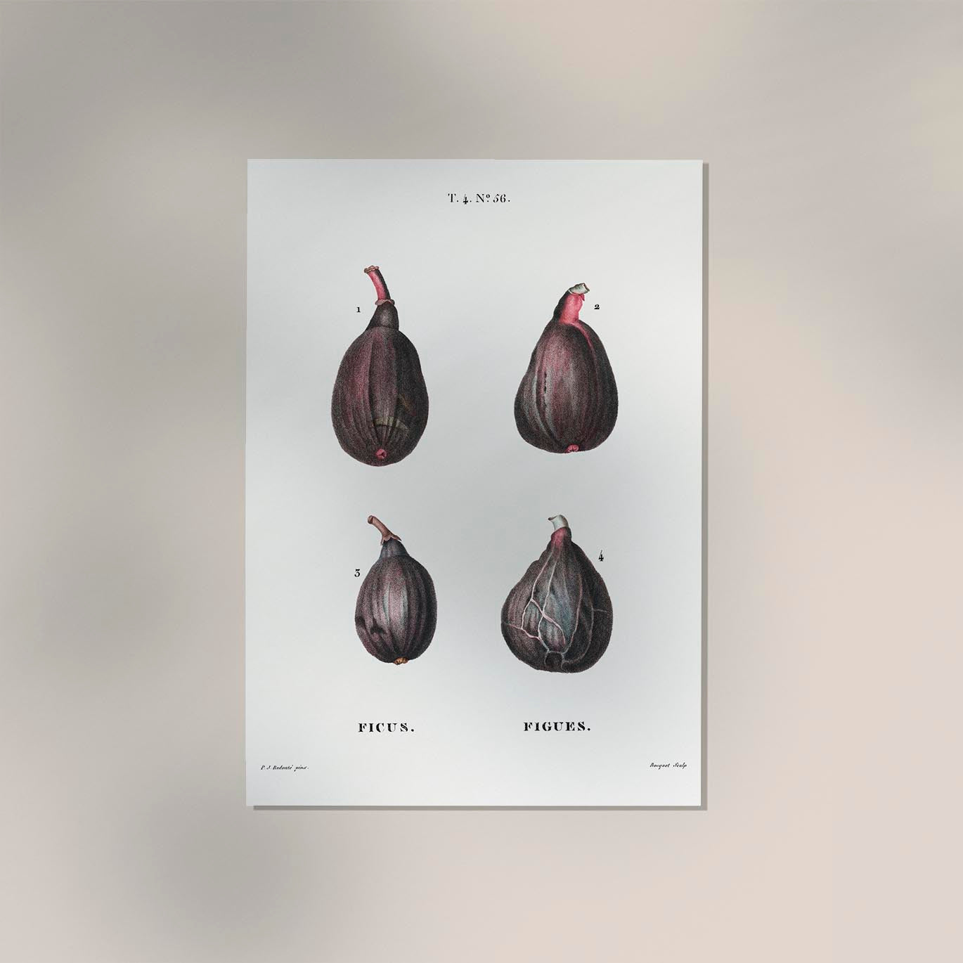 Figs Botanical Poster