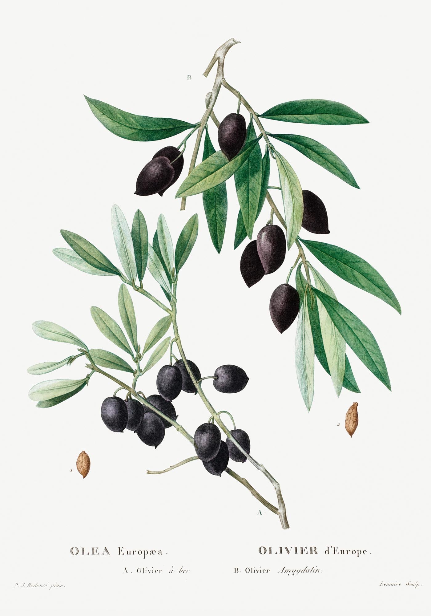 Olive Tree Botanical Poster