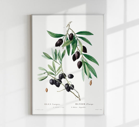 Olive Tree Botanical Poster