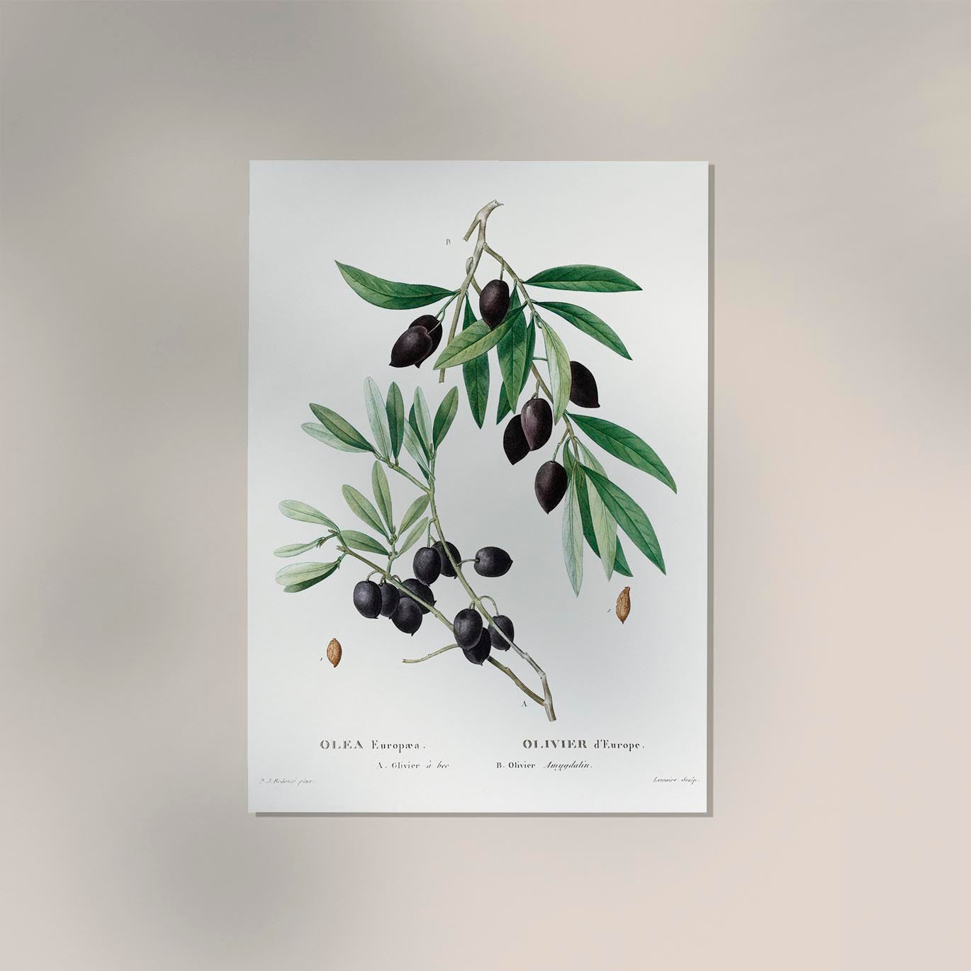 Olive Tree Botanical Poster