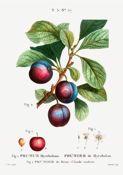 Cherry Plum Botanical Poster