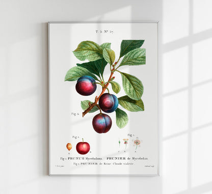 Cherry Plum Botanical Poster