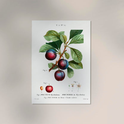 Cherry Plum Botanical Poster