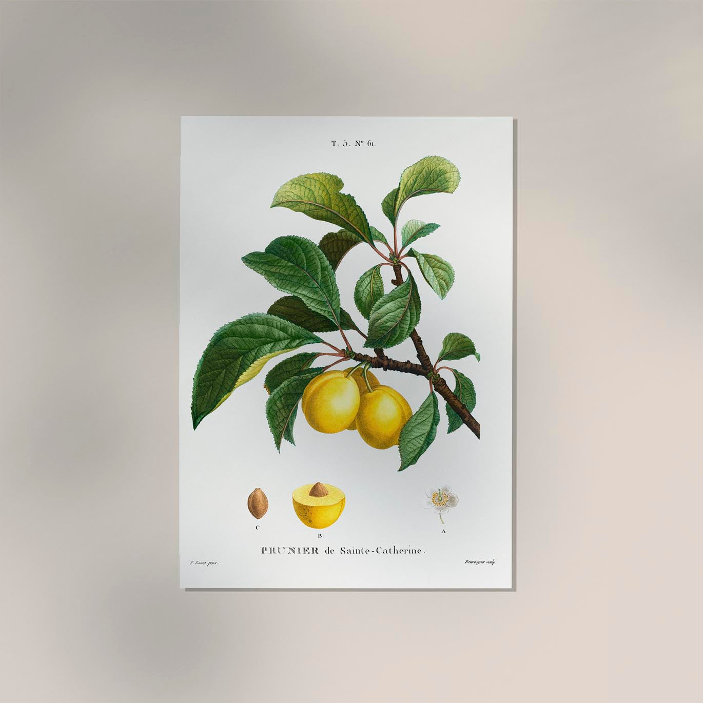 Alpine Apricot Botanical Poster