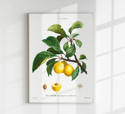 Alpine Apricot Botanical Poster