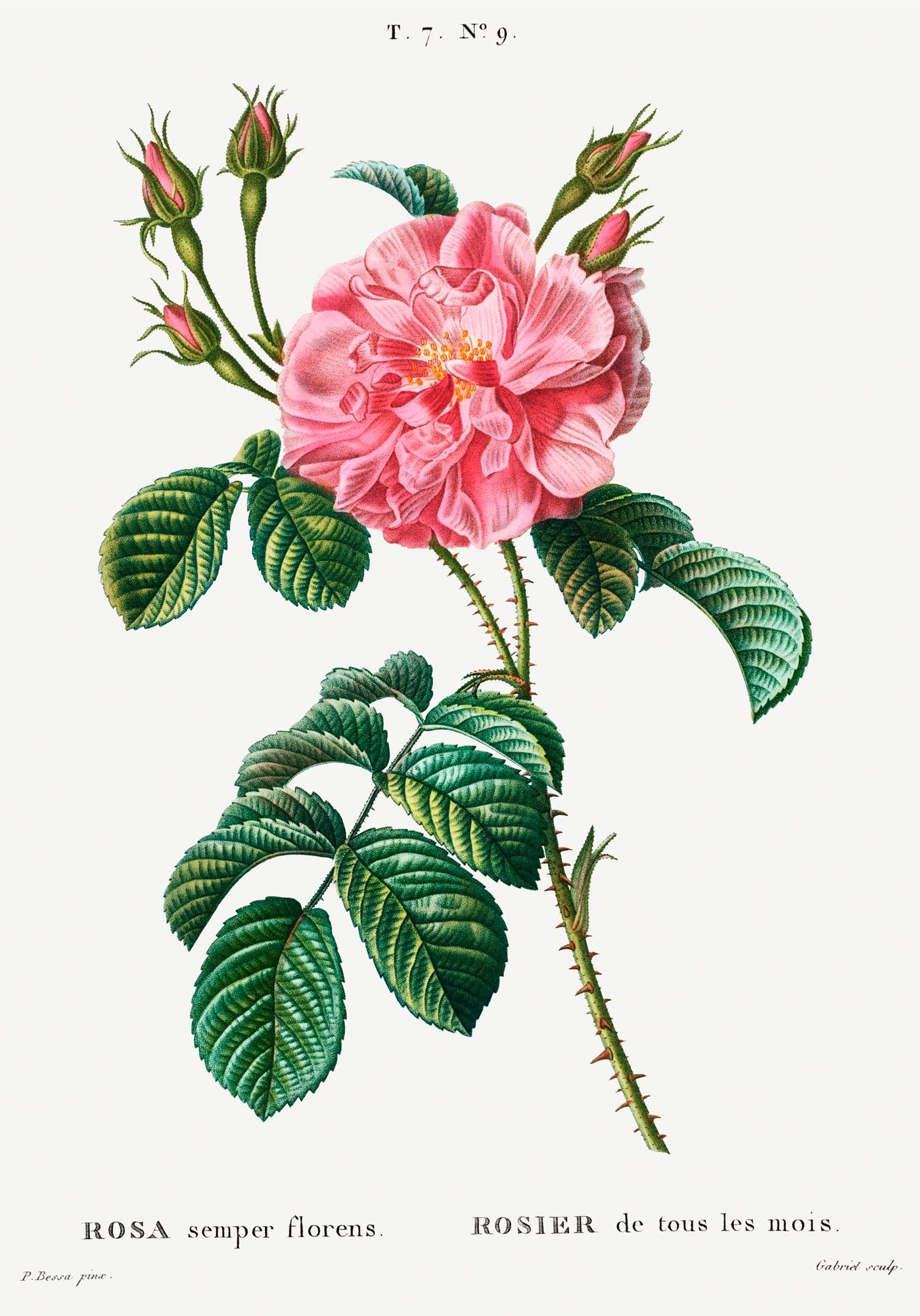 Rosa Chinensis Botanical Poster